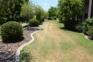 back yard